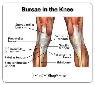 Bursae anatomy of the knee including the pes anserine, supra-patellar,infra-patellar and pre-patellar bursae.