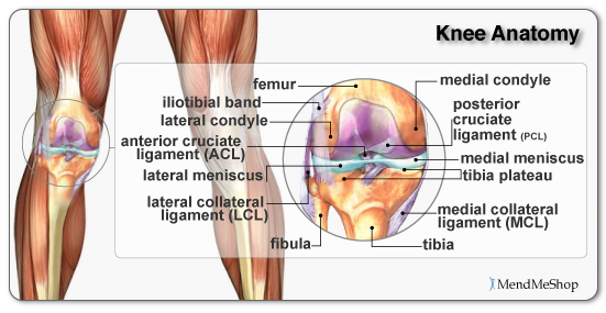 A look at the knee bones, ACL, MCL, LCL, PCL, and meniscus
