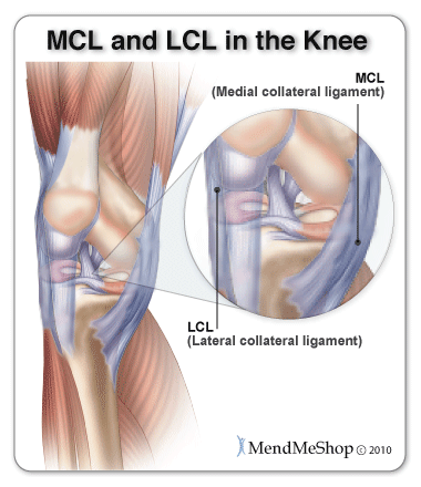 Anatomy of the MCL and LCL in the Knee Joint