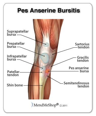 Repetitive bending can cause pes anserine bursitis and pain in the knee.