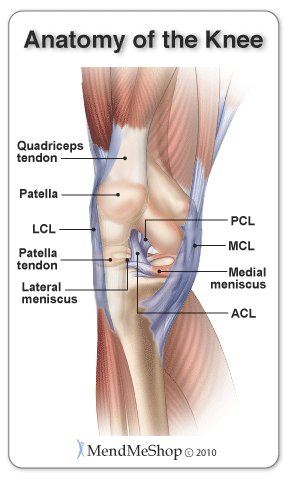The lateral (outside of the knee) and medial (inside of the knee) menisci, patella, PCL, ACL, MCL, LCL and quadriceps tendon.