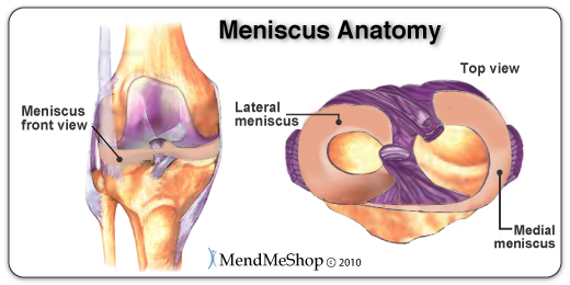 Medial meniscus, lateral meniscus of the tibiofemoral joint