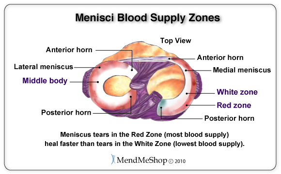 Meniscus tear blood supply zones
