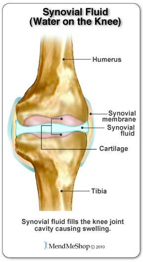 Knee synovial fluid